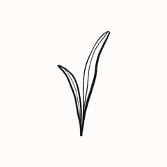 Outline illustration of elegant leaves, herb or grass. Hand drawn botany. Line art flower. 