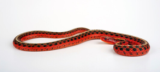 Common garter snake // Strumpfbandnatter (Thamnophis sirtalis sirtalis) 
