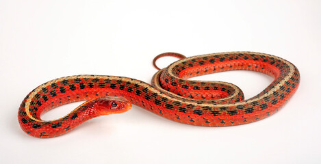 Common garter snake // Strumpfbandnatter (Thamnophis sirtalis sirtalis) 