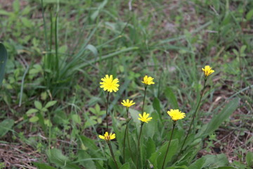 yellow spring flowers