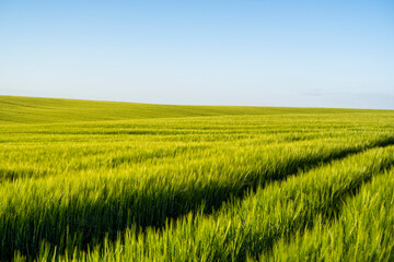 Young green barley growing in a agricultural field. Barleys sprout growing in soil.