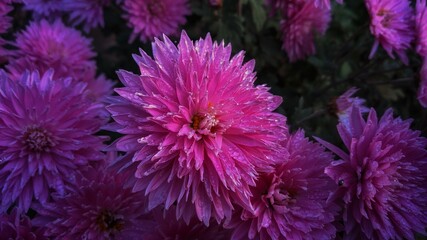 Flowers inthe dew