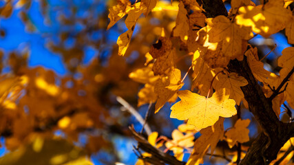 Autumn leaves on a beautiful sunny day