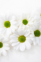 Overhead view of white daisy flowers on white surface