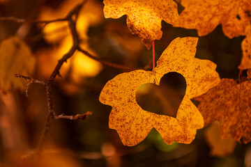 A heart shaped hole in a autumn leaf