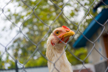 One young white hen in the pet yard.