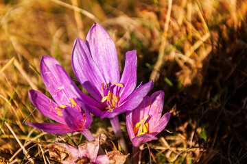 Purple crocus flowers on an autumn day