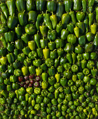 green background bell pepper lies in even rows on the grass inside burgundy red pepper flat lay