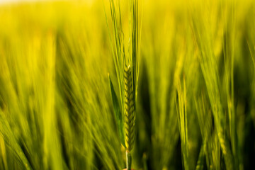 Young green barley growing in agricultural field in spring. Unripe cereals. The concept of agriculture, organic food. Barleys sprout growing in soil. Close up on sprouting barley in sunset.