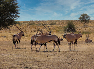 Naklejka na ściany i meble oryx herd