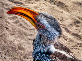 African hornbill