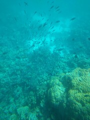 The underwater world of the sea with corals and schools of fish. High quality photo