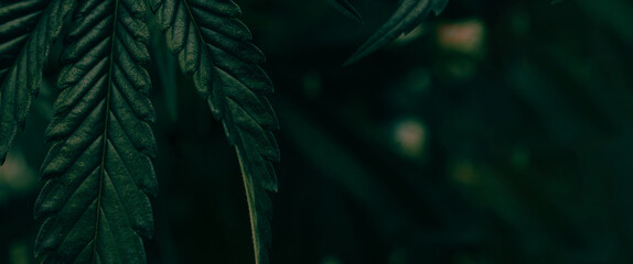 Cannabis plant background. Dark green color banner.