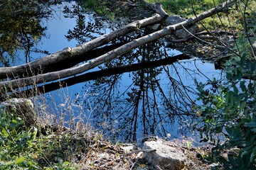 Wassertümpel mit Spiegelungen im Urwald