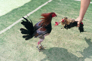 Fighting cock training for a fight