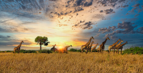 giraffes herd - obrazy, fototapety, plakaty