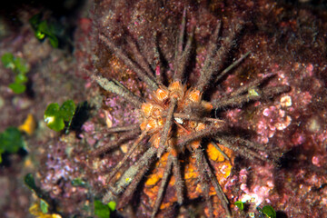 Red lance urchin, Small lance sea urchin, Stylocidaris affinis.Sea-urchin

