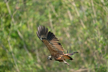 Fototapeta premium The black-collared hawk (Busarellus nigricollis)