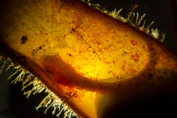 Shark egg. Cat shark egg case. Canakkale, Turkey. The growth process of an embryo, fish...