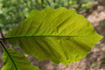 Young leaves, veins and apricot fruits.