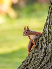 Naklejka na ściany i meble Squirrel in forest