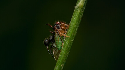 Details of a strange insect perched on a green branch.