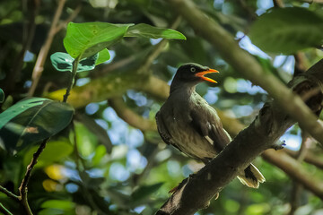 South Asian Javan Myna bird