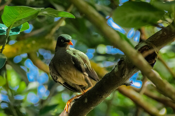 The Javan Myna bird on a branch of tree 