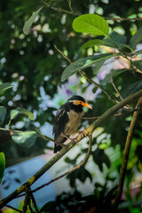 red winged blackbird