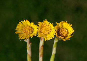Beauty of the color yellow is of course undeniable, so the yellow on a sunflower is of course equally flawless.