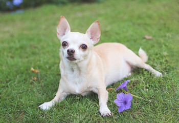 brown short hair Chihuahua dog lying down on green grass with purple flowers, looking at camera.