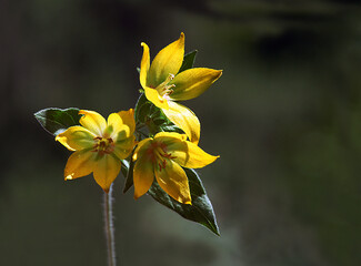 Beauty of the color yellow is of course undeniable, so the yellow on a flower is of course equally flawless.