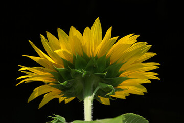 Beauty of the color yellow is of course undeniable, so the yellow on a sunflower is of course equally flawless.