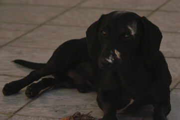 Dog at home - apartment pet. Black Daschund sausage dog. High quality photo