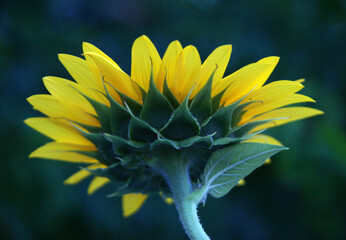 Beauty of the color yellow is of course undeniable, so the yellow on a sunflower is of course equally flawless.