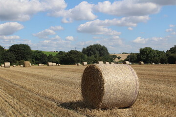 A wheat field with round hay bales waiting for harvest In a field near Wakefield West Yorkshire in the UK on summer's day 