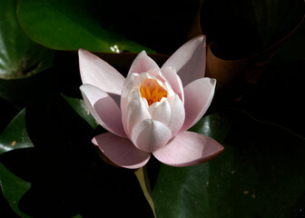 Pink water lily (Nymphaea Peach glow) with blurred background e, can be used as a greeting card