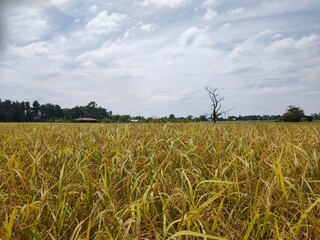 Yellow rice full of glittering fields