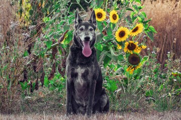 Sira Sonnenblumen