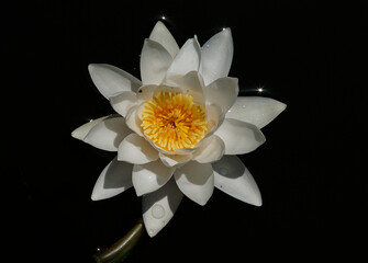 Pink water lily (Nymphaea Peach glow) with blurred background, can be used as a greeting card