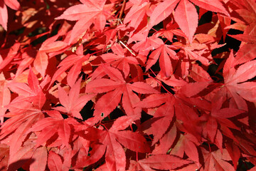Close up of Japanese maple leaves in Autumn, Derbyshire England

