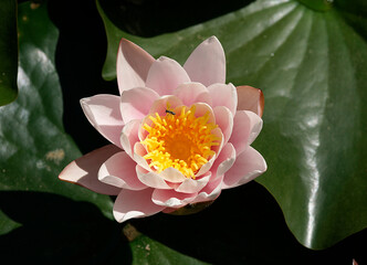 Pink water lily (Nymphaea Peach glow) with blurred background e, can be used as a greeting card