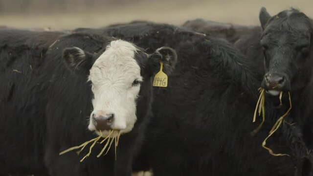 Slow motion close up on three heifer cows as they eat and chew on hay