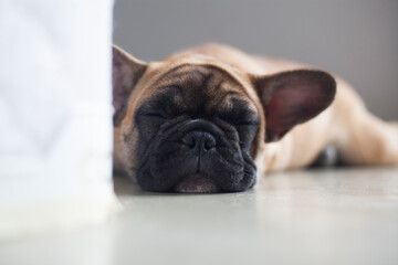 Obraz premium Dog at home - apartment pet. Brown french bulldog. High quality photo