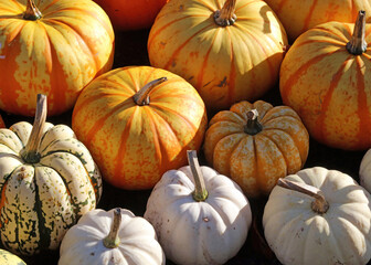 Selection of different types of pumpkin, Derbyshire England

