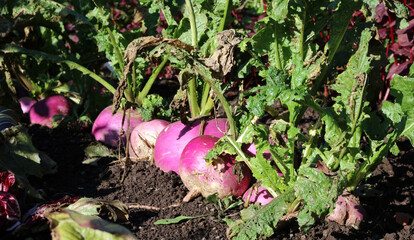 Row of sunlit turnips ready for harvesting, Derbyshire England

