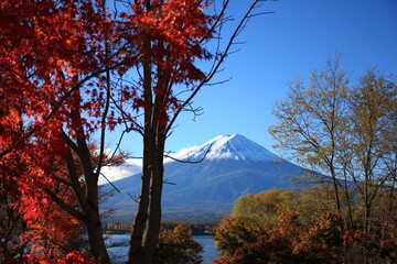 秋の河口湖と富士山。