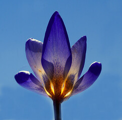 Violet pansy flowers, vivid spring colors against a blue background. Macro images of flower faces. 