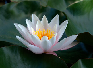 Pink water lily (Nymphaea Peach glow) with blurred background e, can be used as a greeting card
