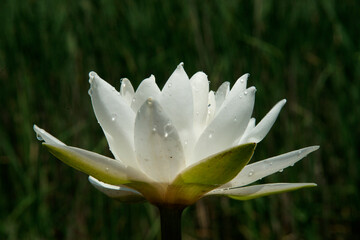 Pink water lily (Nymphaea Peach glow) with blurred background e, can be used as a greeting card